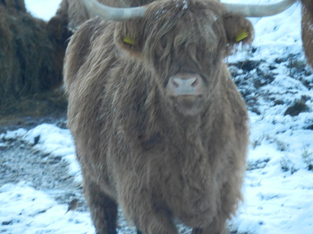 Clunebeg Lodge Drumnadrochit Esterno foto